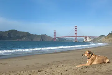 10 Dog-Friendly Campgrounds