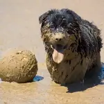 8 Dog-Friendly Races